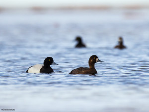 Bergand-par i vårfjellet      