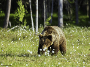 Bjørnebinna og myrulla       