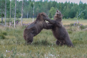 Bjørner slåss      