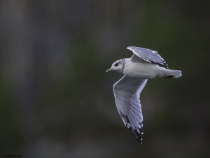 Fiskemåke i høstdrakt