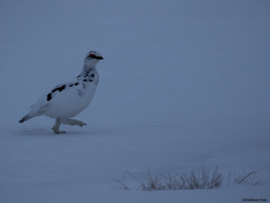 Fjellrypestegg i blåtimen   