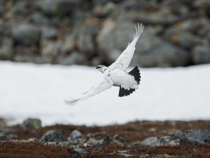 Fjellrypestegg i kystfjell  
