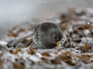 Fjæreplytt i fjæra    