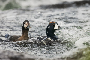 Harlekinender i miljø         