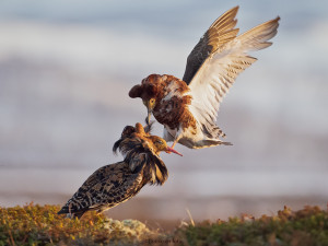 Hormonelle brushaner              