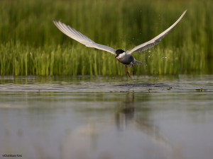 Hvitkinnsvartterna letter     