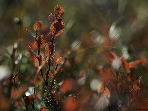 Høstfarger i det lille landskapet   