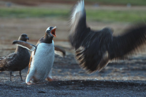 Jagende bøylepingvin 