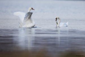 Knoppsvaner ved Storvannet    
