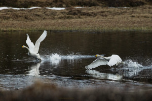 Konkurrerende sangsvaner           