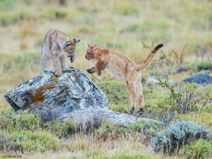 Lekende pumaunger 