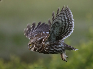 Little Owl