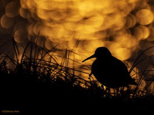 Myrsnipe-silhuett                   