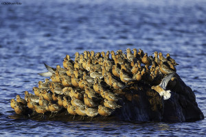 Polarsniper-gode venner        