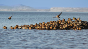 Polarsniper - Hvor skal vi lande           