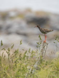 Rødstilk i kystmiljø            