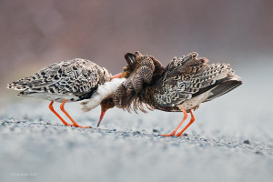 Satelitten - underdanig brushane                  