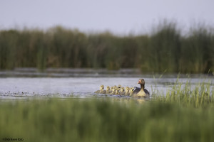 Sommeridyll i gåsefamilien            