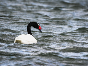 Svarthalssvane i bølger