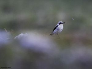 Syngende steinskvett