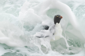 Ut av bølgen - klippehopperpingvin  